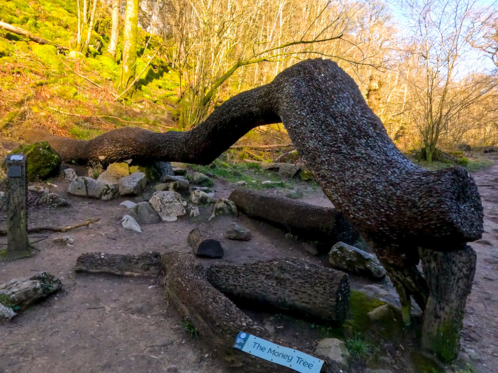 Money Tree in the Ingleton Waterfalls Trail